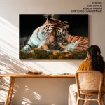 Siberian tiger