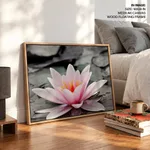 Pink lotus leaf with black and white background