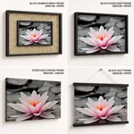 Pink lotus leaf with black and white background