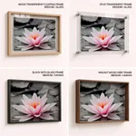 Pink lotus leaf with black and white background