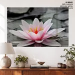 Pink lotus leaf with black and white background