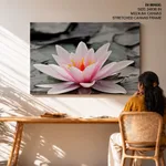 Pink lotus leaf with black and white background