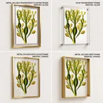 Seaweed 5