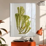 Seaweed 6