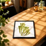 Seaweed 6
