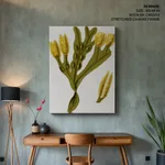 Seaweed 14