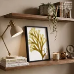 Seaweed 24