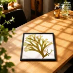 Seaweed 24