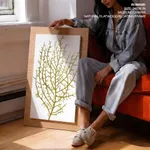 Seaweed 35