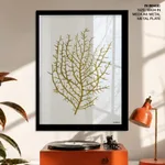 Seaweed 35