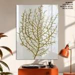 Seaweed 35