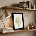 Seaweed 35