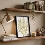 Seaweed 35
