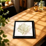 Seaweed 35