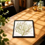 Seaweed 35