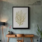 Seaweed 35
