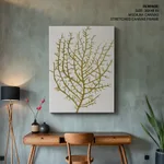 Seaweed 35