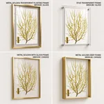 Seaweed 36