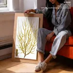 Seaweed 36