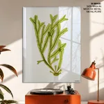 Seaweed 40