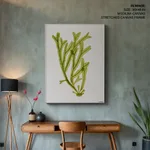 Seaweed 40