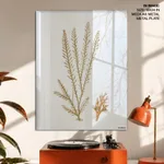 Seaweed 44