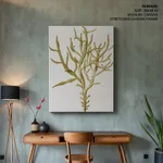Seaweed 45
