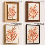 Red-seaweed 1