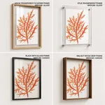 Red-seaweed 1