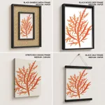 Red-seaweed 1