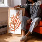 Red-seaweed 1
