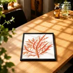 Red-seaweed 1