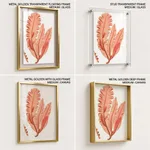 Red-seaweed 3