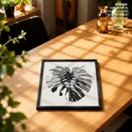 Monstera Pink